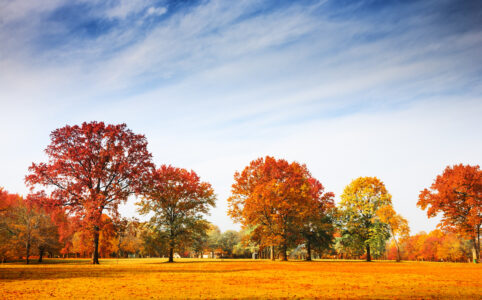 Autumn landscape