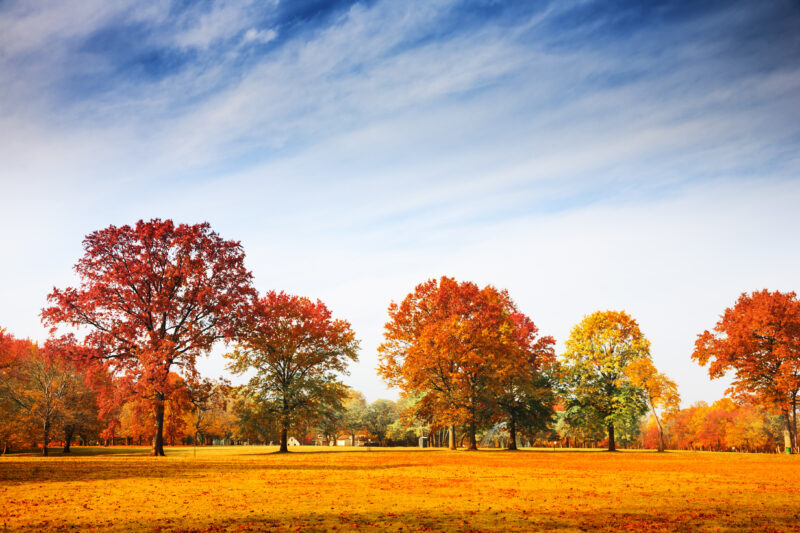 Autumn landscape